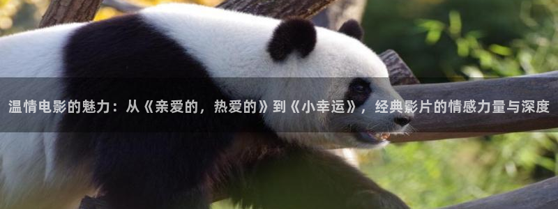 神马影院伦理免费观看