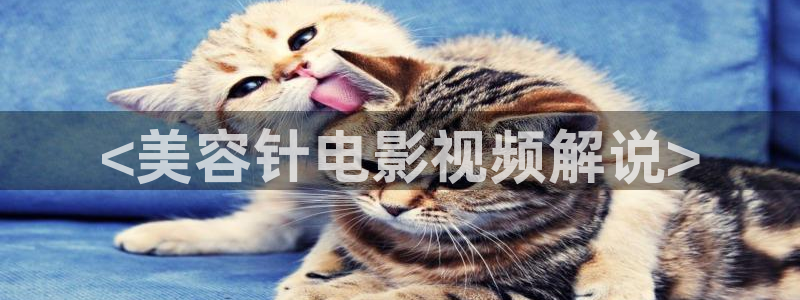 神马电影网免费在线观看